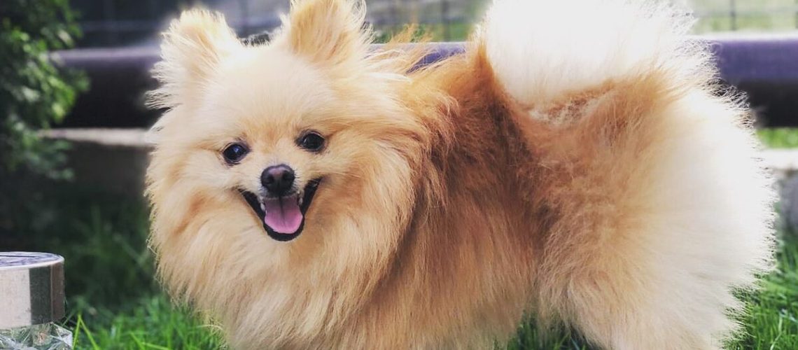 Pomerania, lulu-da-pomerânia, pomeranian