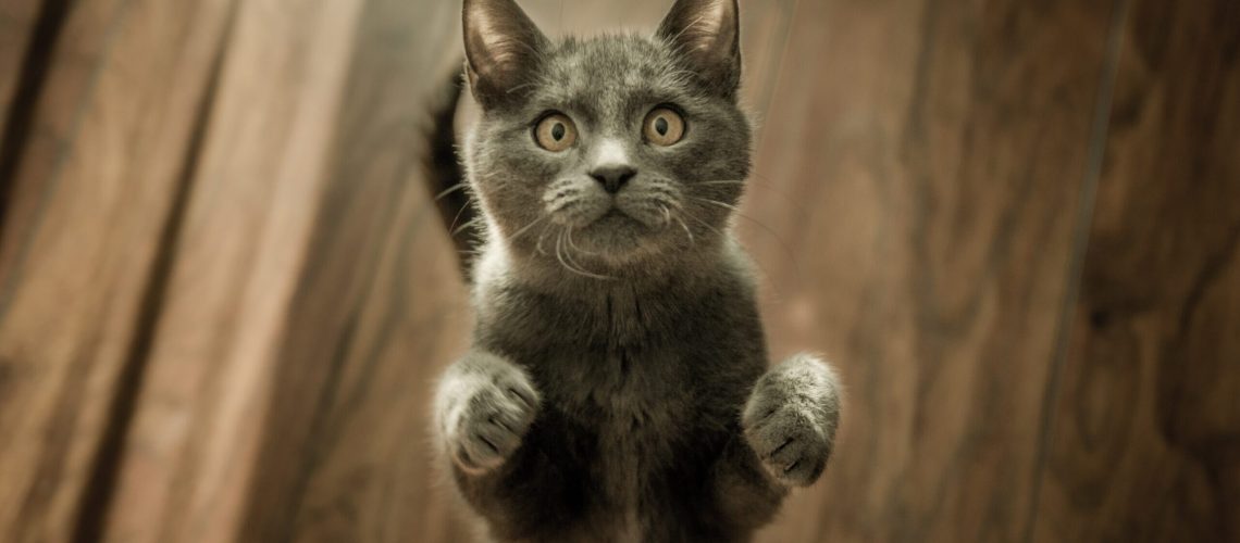 gatti, les chats, gatos